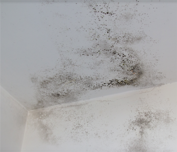 mold growing on a white wall in the corner of a room