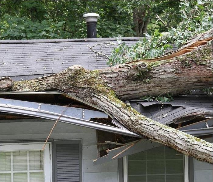 storm damaged tree, fallen on house